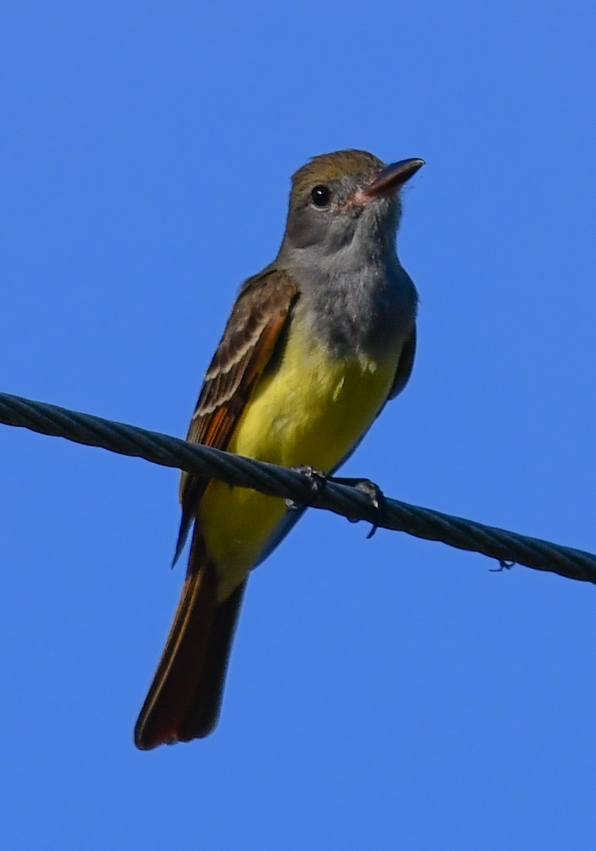 Great Crested Flycatcher - ML616649715