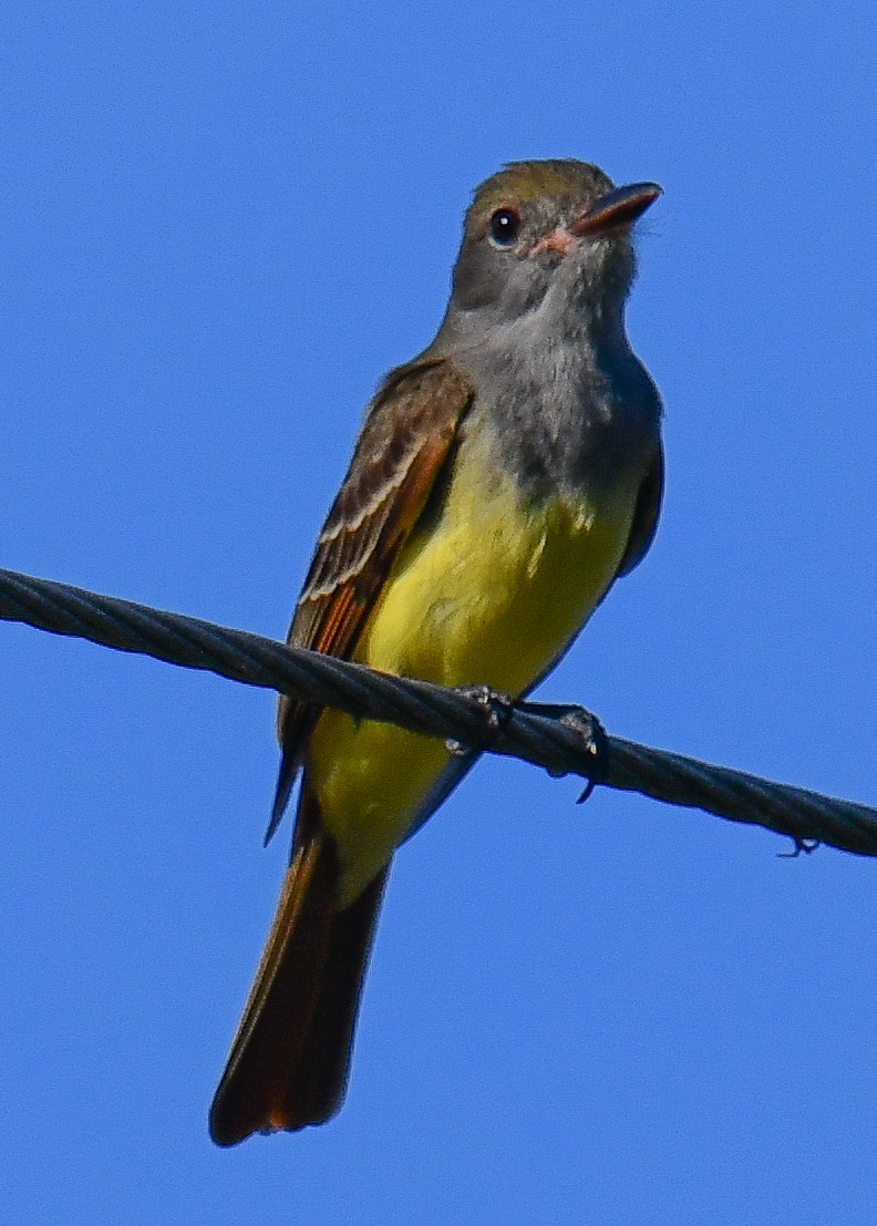 Great Crested Flycatcher - ML616649716