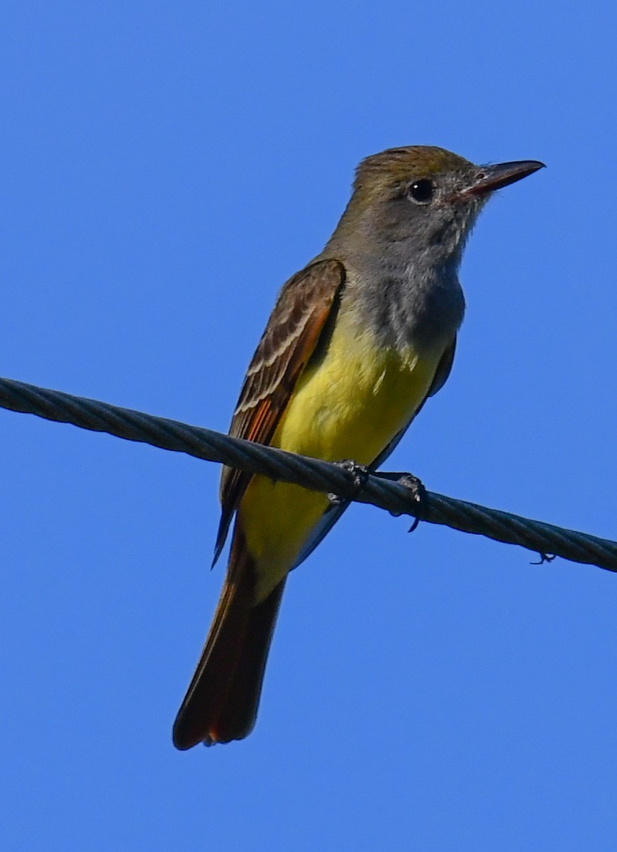 Great Crested Flycatcher - ML616649717