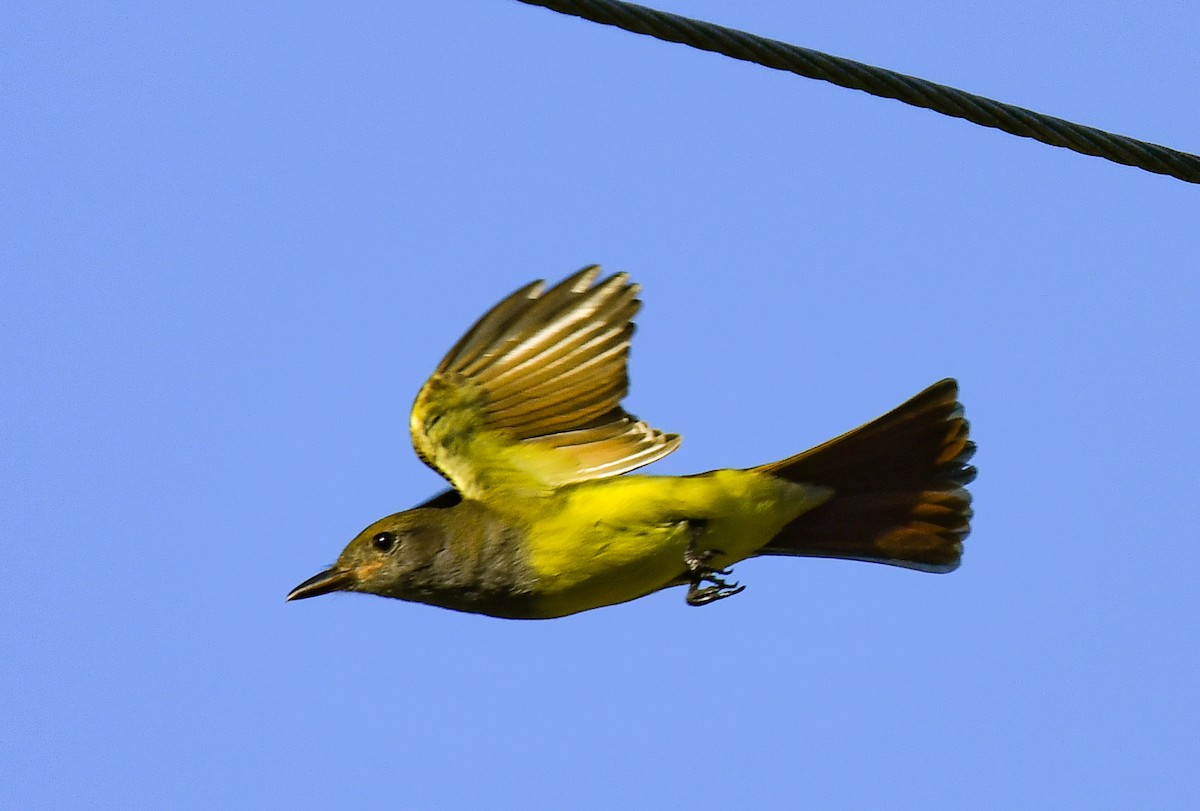 Great Crested Flycatcher - ML616649718