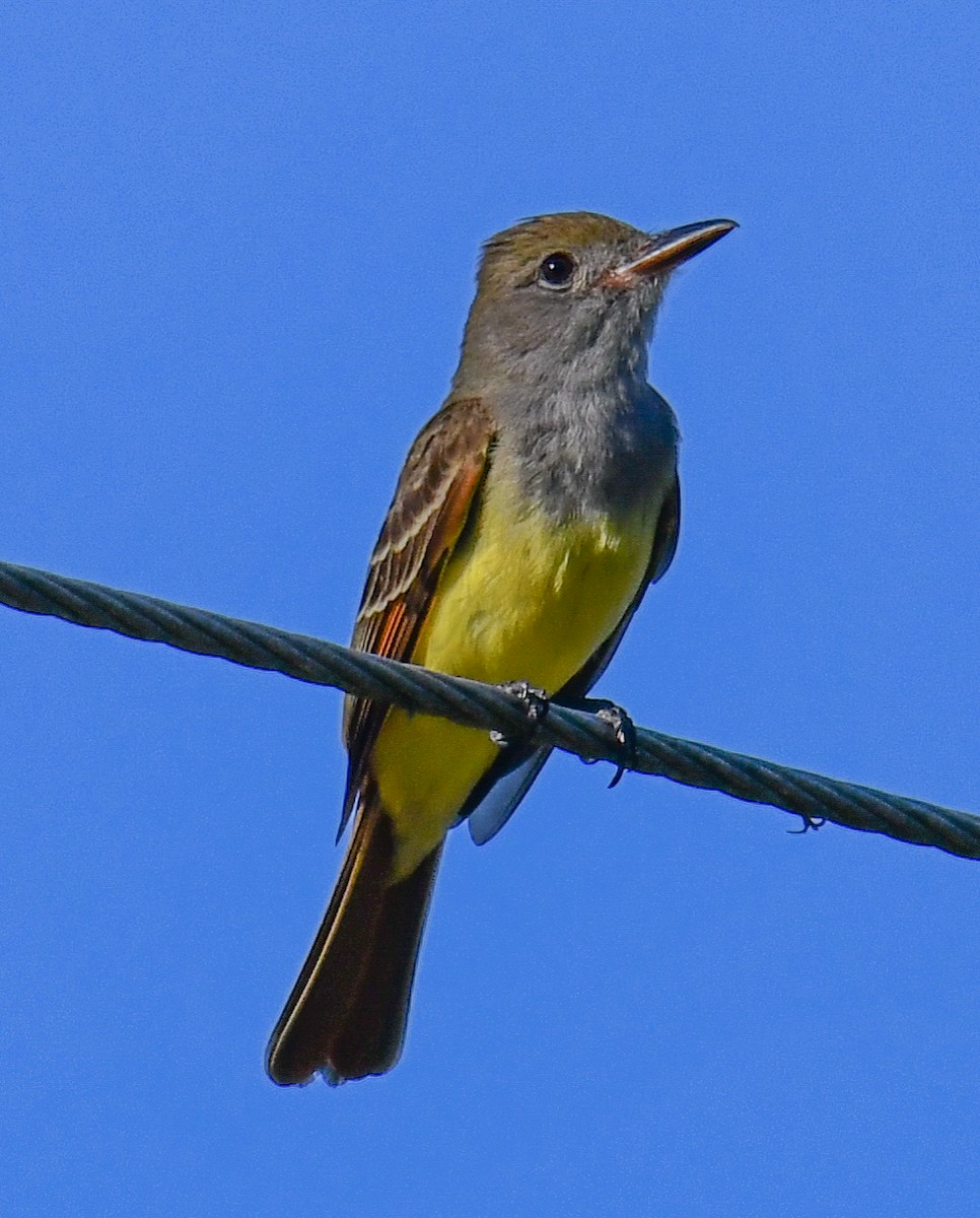 Great Crested Flycatcher - ML616649719
