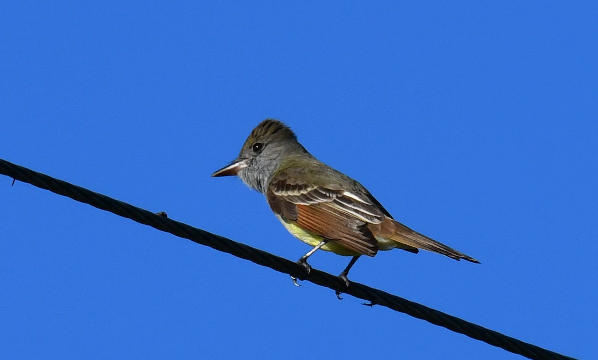 Great Crested Flycatcher - ML616649720