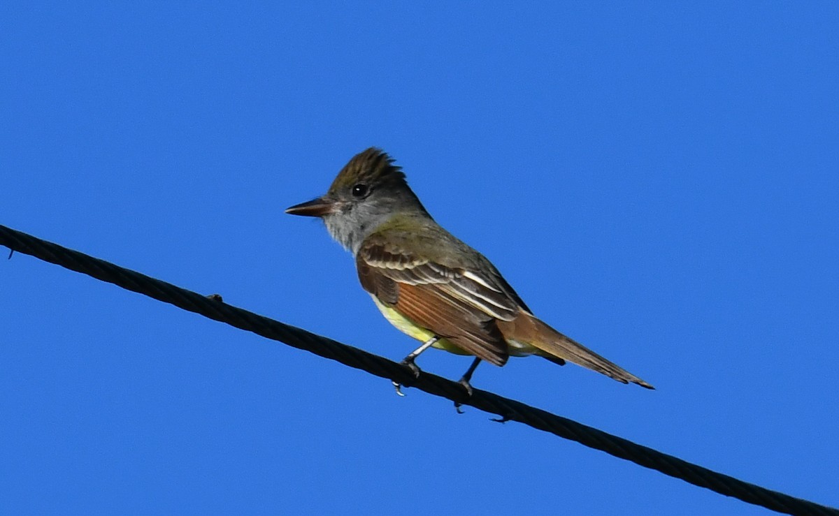 Great Crested Flycatcher - ML616649721
