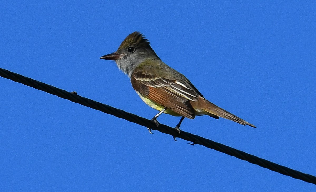 Great Crested Flycatcher - ML616649722