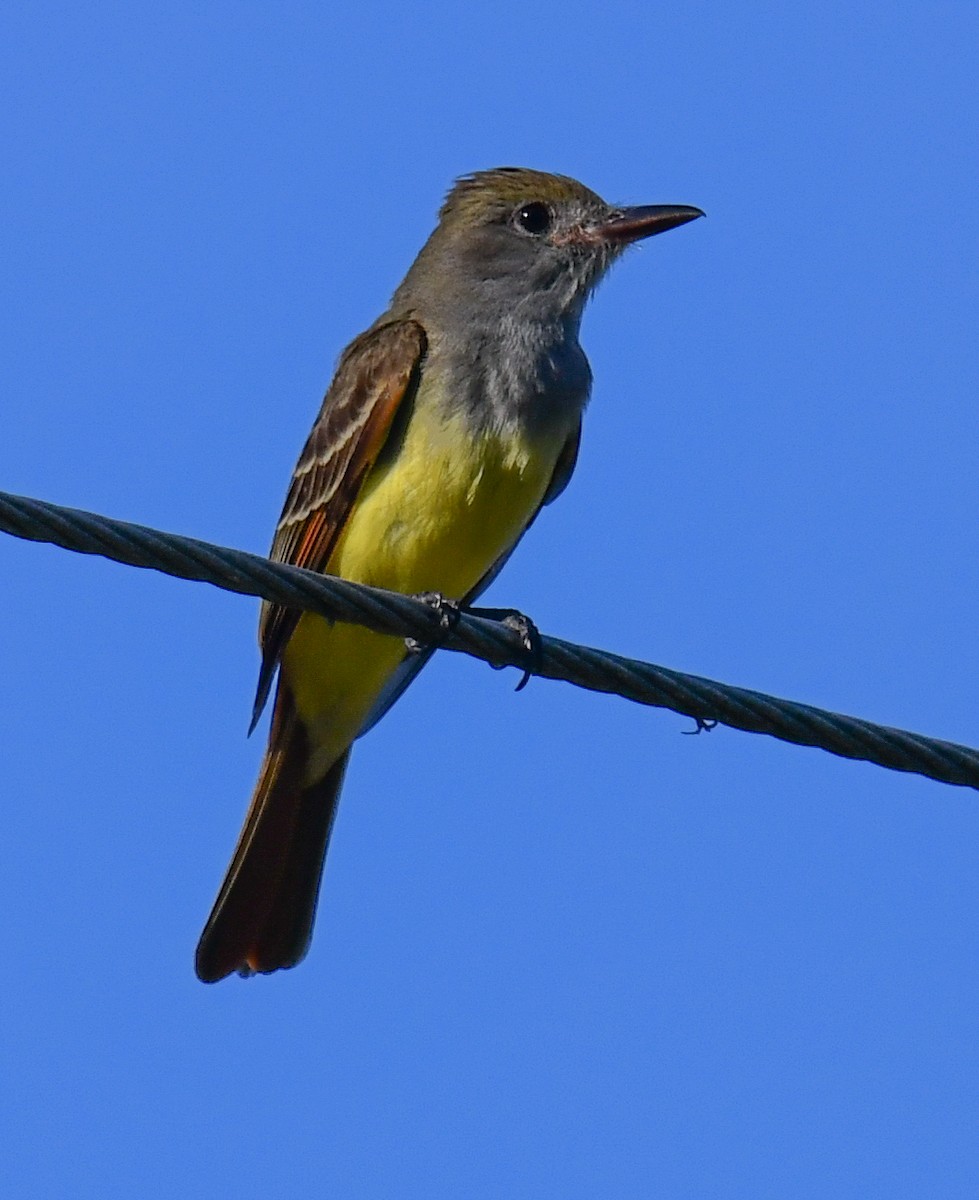 Great Crested Flycatcher - ML616649723