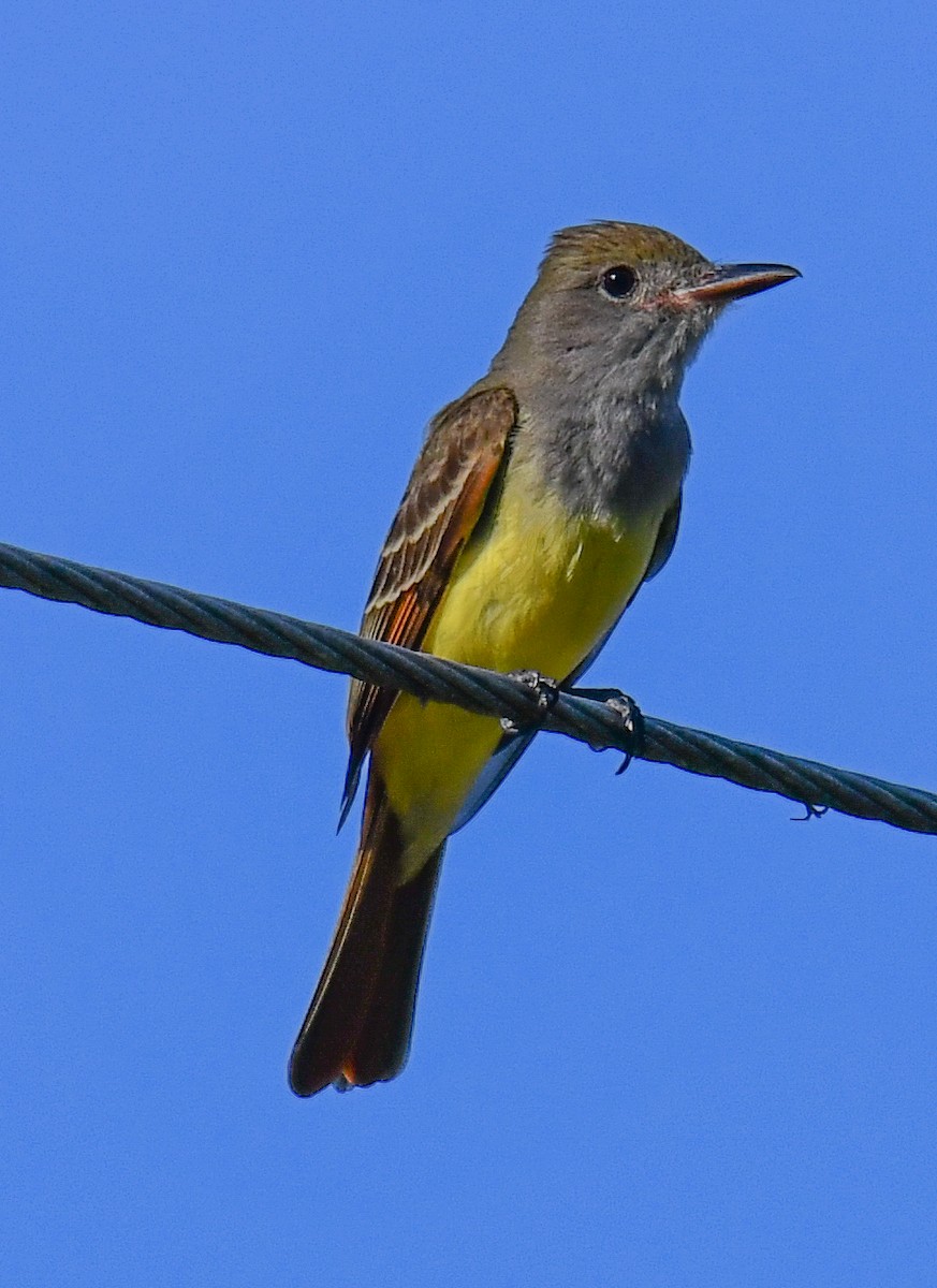 Great Crested Flycatcher - ML616649725