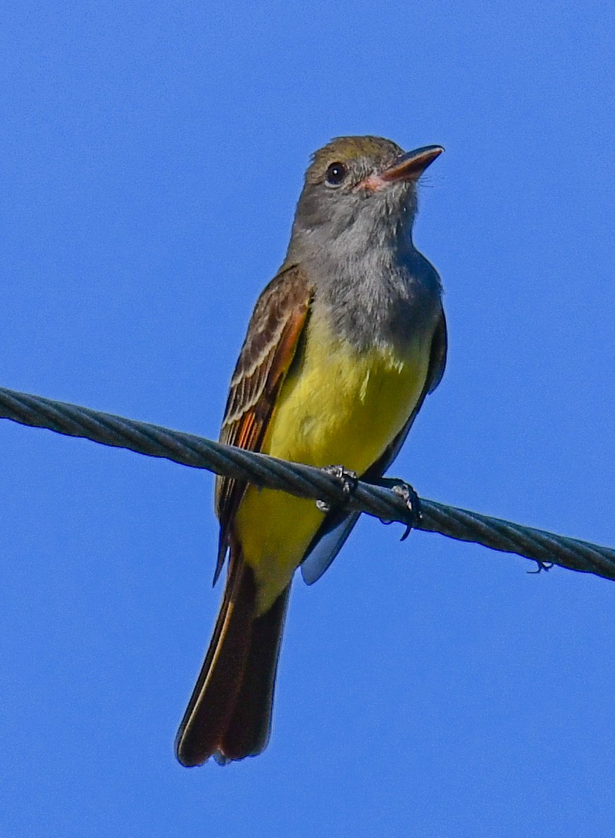 Great Crested Flycatcher - ML616649726