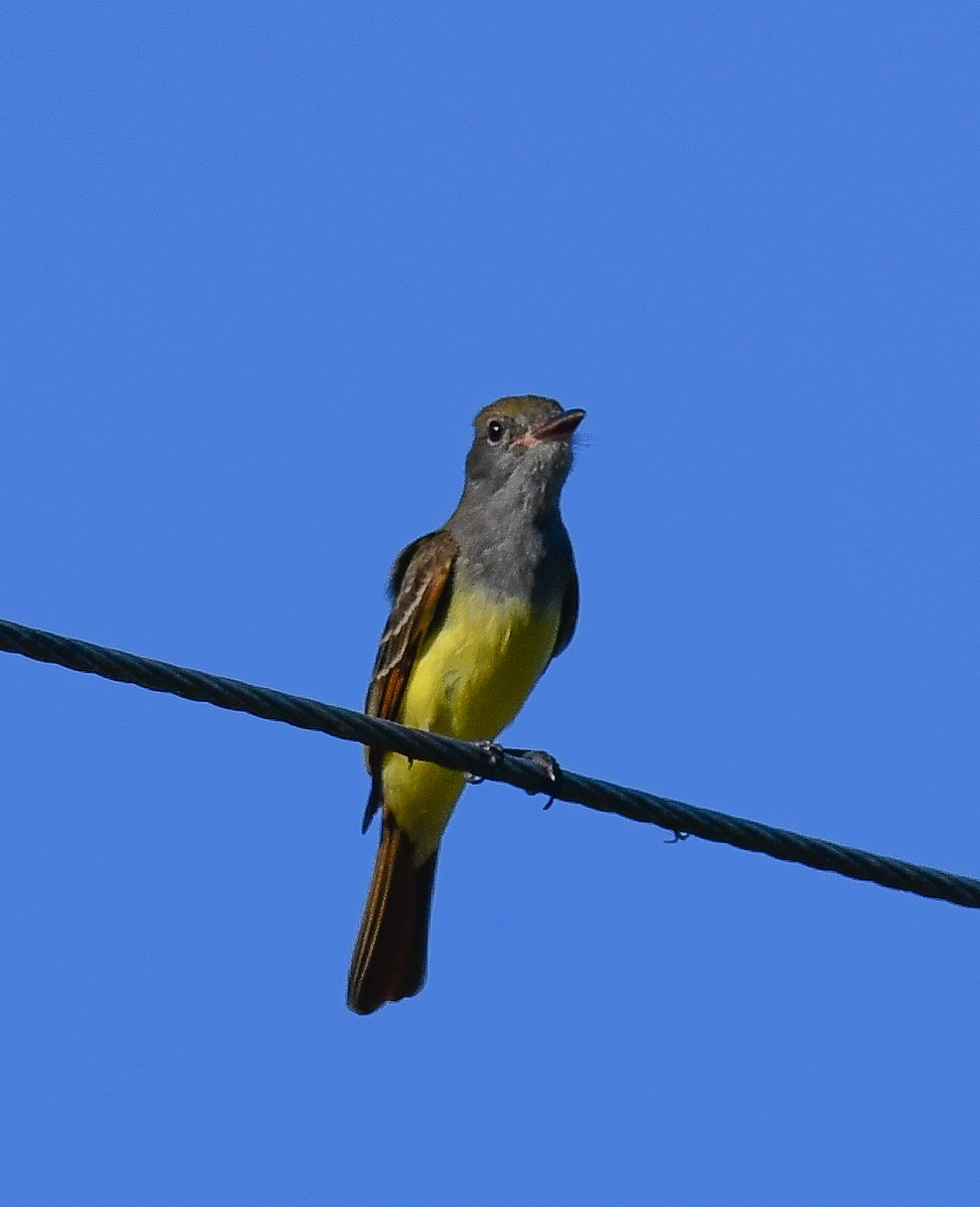Great Crested Flycatcher - ML616649727