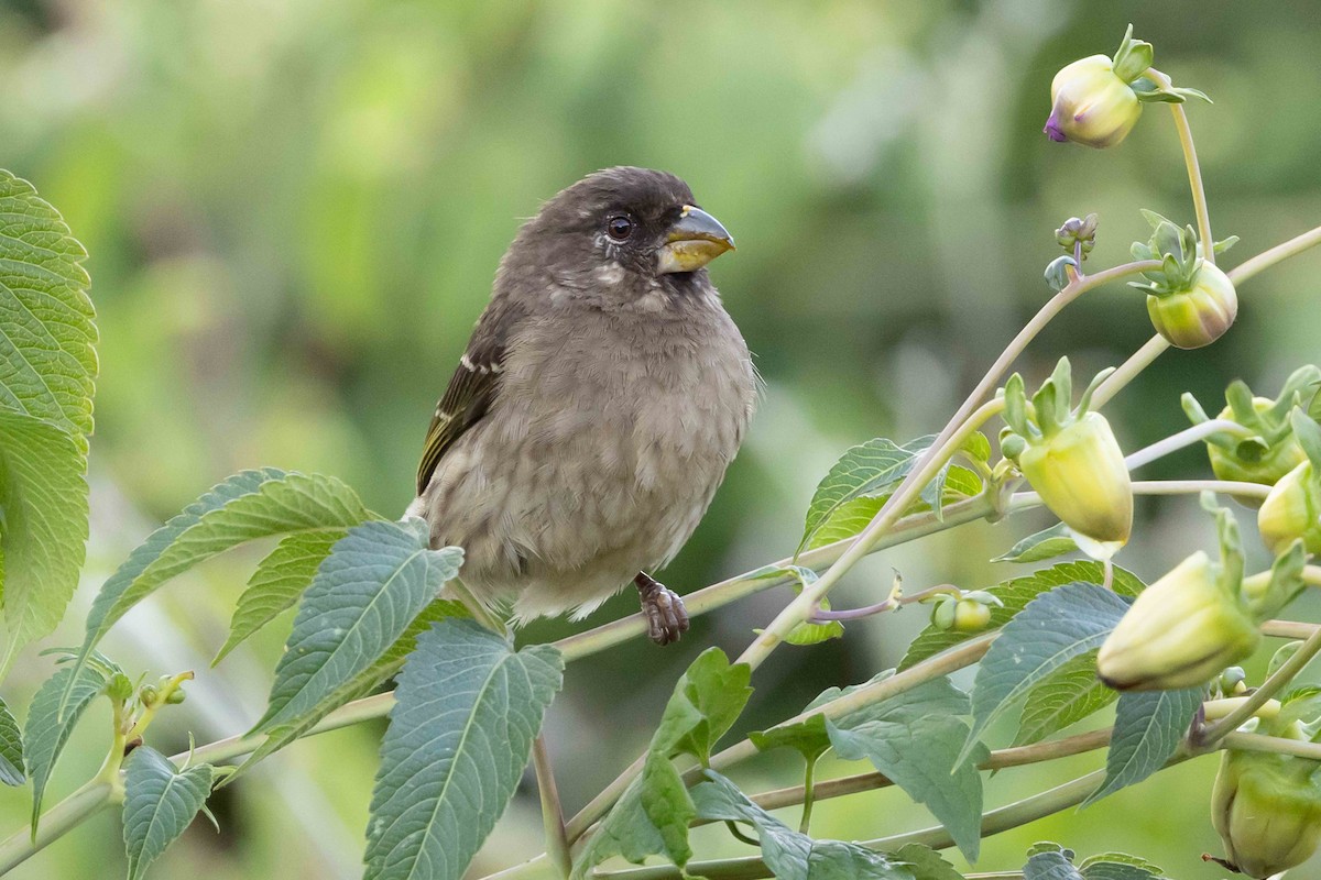 Thick-billed Seedeater - ML616649887