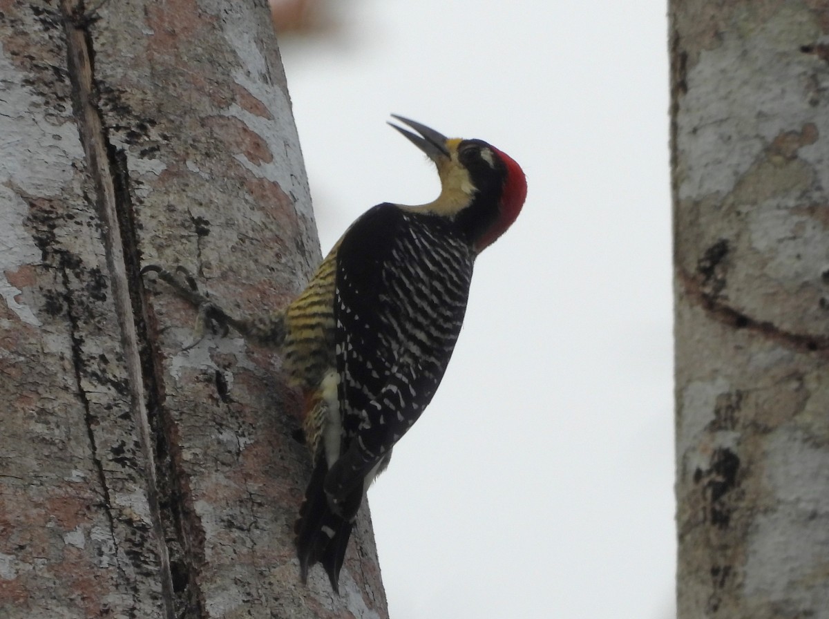 Black-cheeked Woodpecker - ML616649952