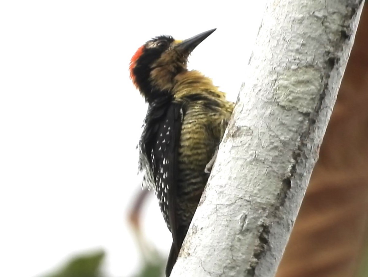Black-cheeked Woodpecker - ML616649953