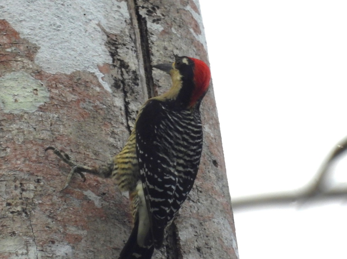 Black-cheeked Woodpecker - ML616649954
