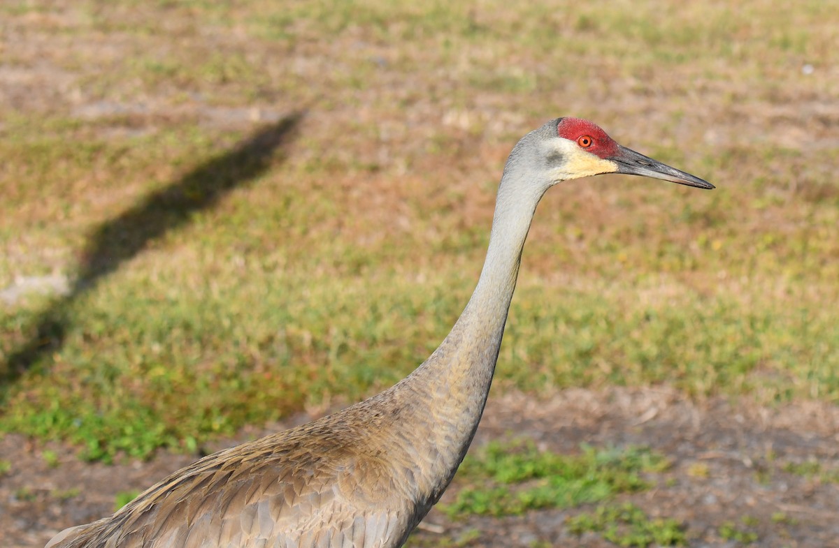 eBird Checklist - 13 Apr 2023 - Odessa Community Park, Odessa US-FL (28 ...