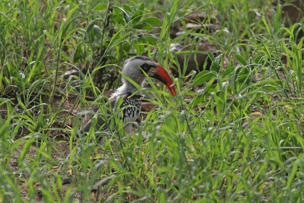 Tanzanian Red-billed Hornbill - ML616649960