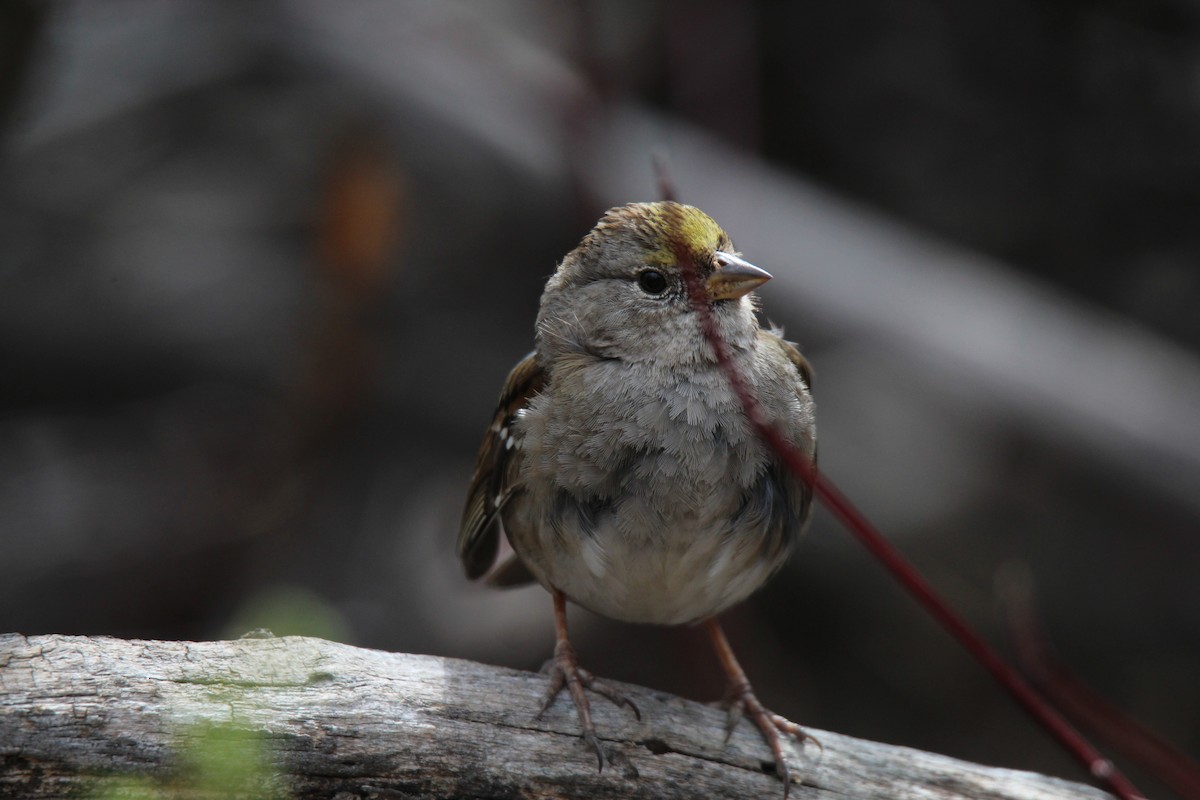 Golden-crowned Sparrow - ML616650056