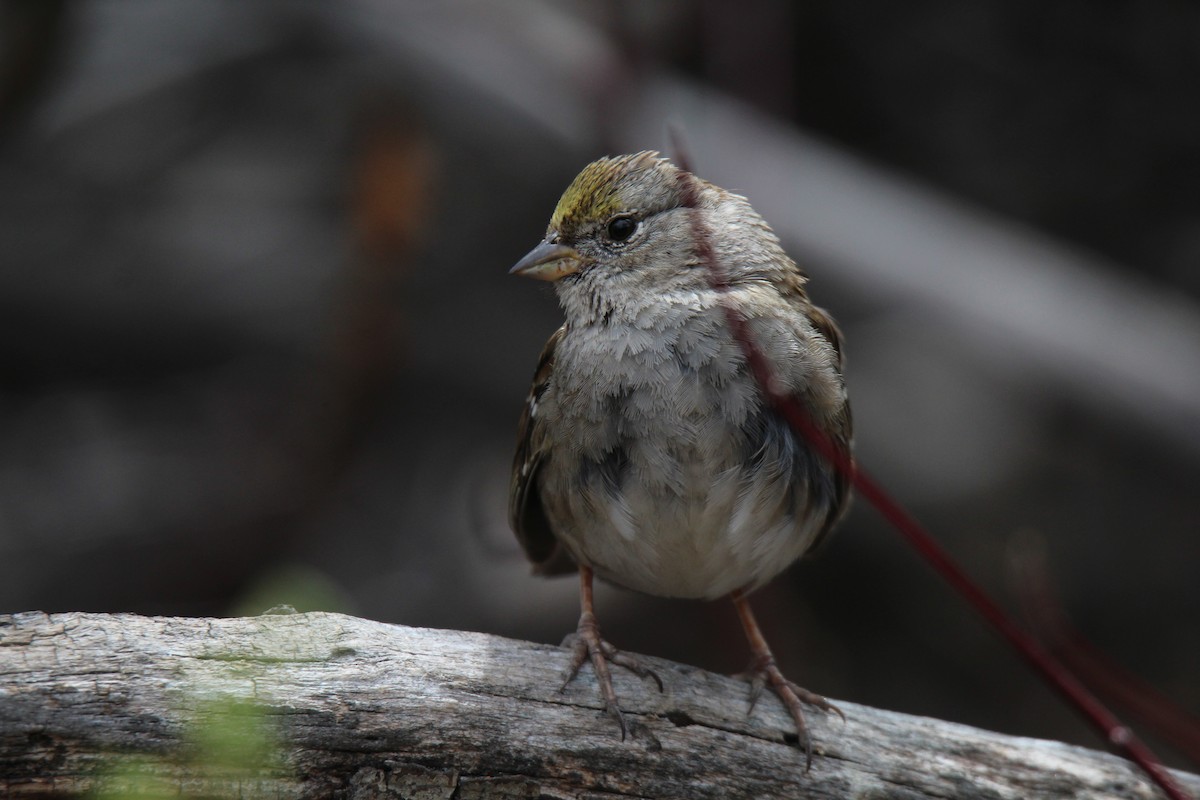 Golden-crowned Sparrow - ML616650058