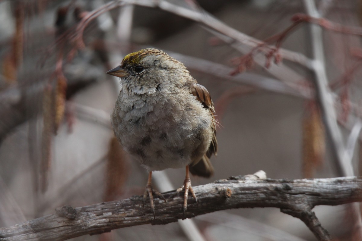Golden-crowned Sparrow - ML616650060