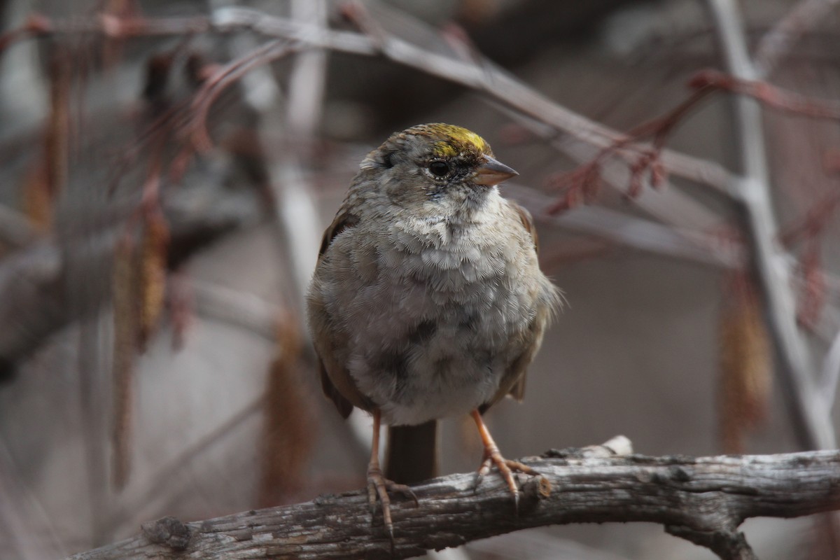 Golden-crowned Sparrow - Jocelyn Pyne