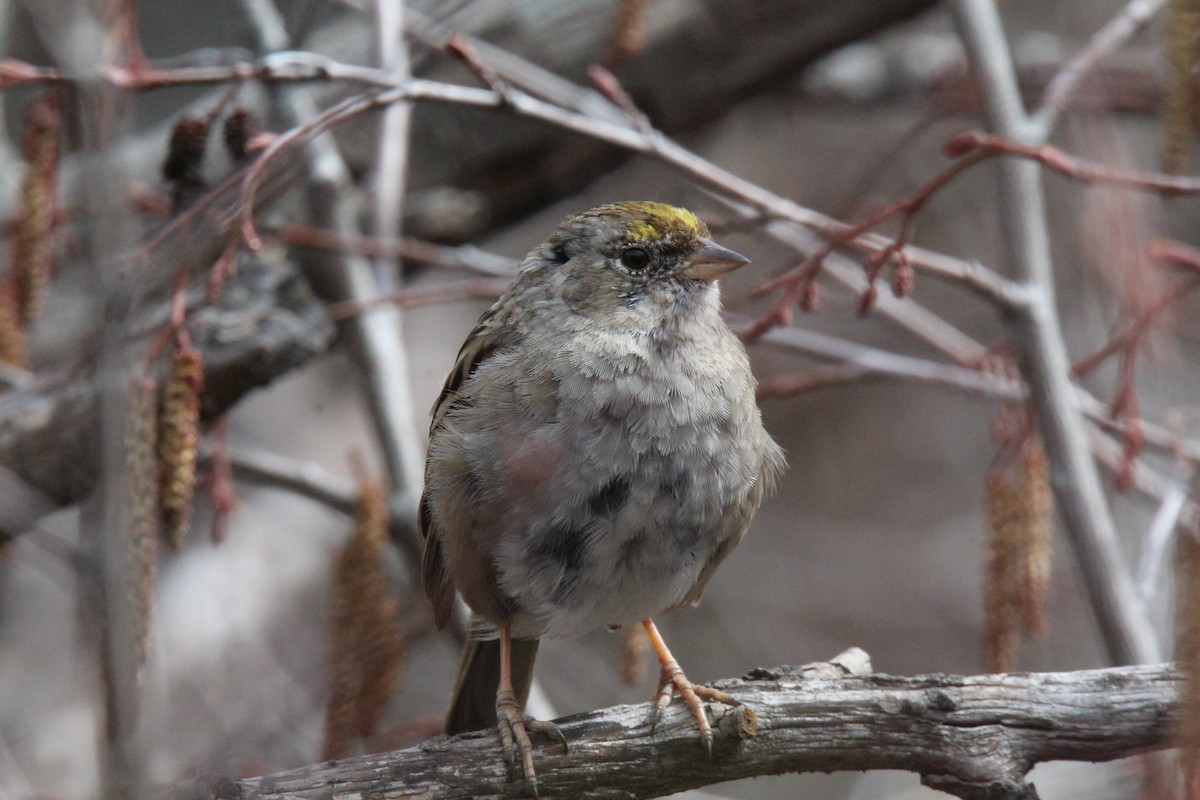 Golden-crowned Sparrow - Jocelyn Pyne