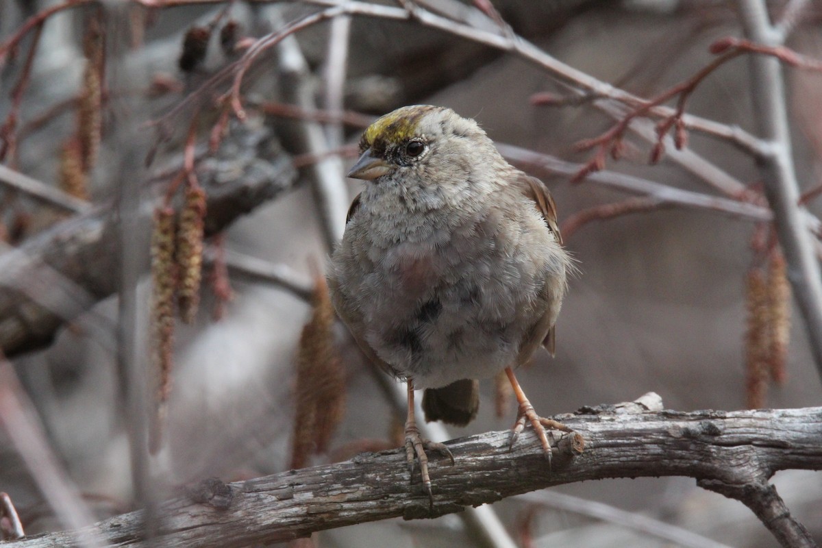 Golden-crowned Sparrow - ML616650063