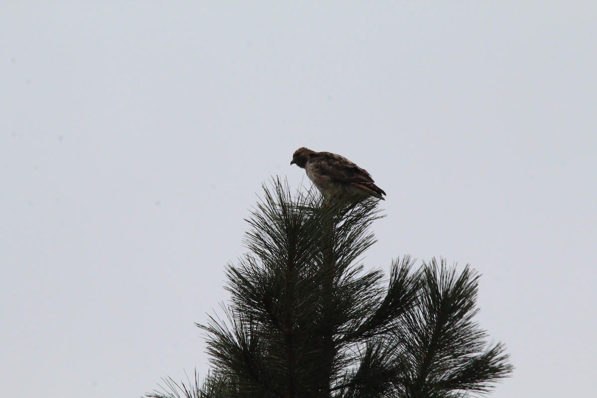Red-tailed Hawk - ML616650075