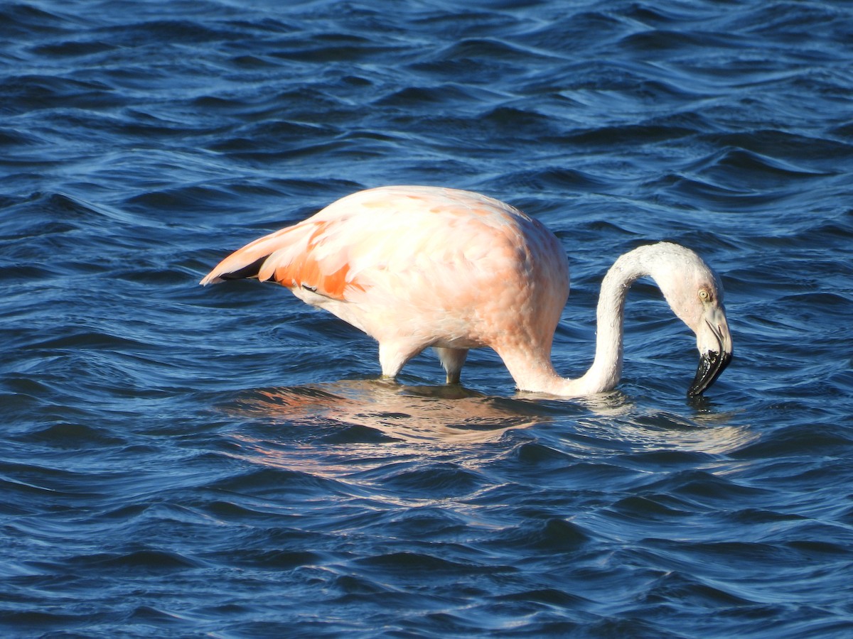 Chilean Flamingo - ML616650175