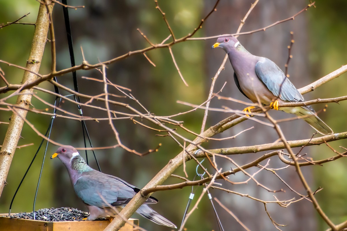 Band-tailed Pigeon - ML616650419