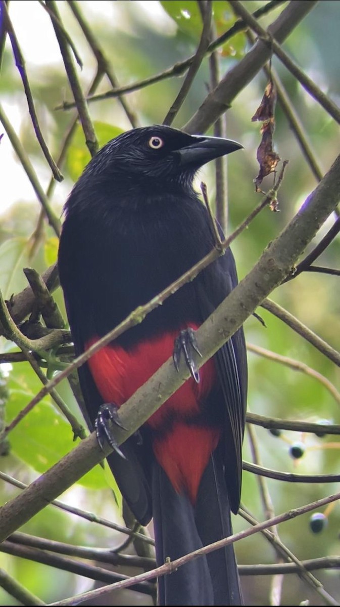 Red-bellied Grackle - ML616650475