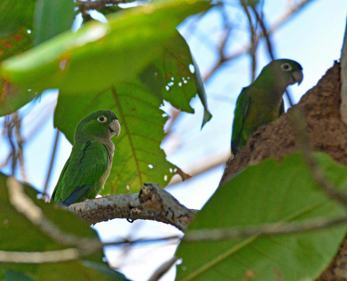 Olive-throated Parakeet (Jamaican) - ML616650512