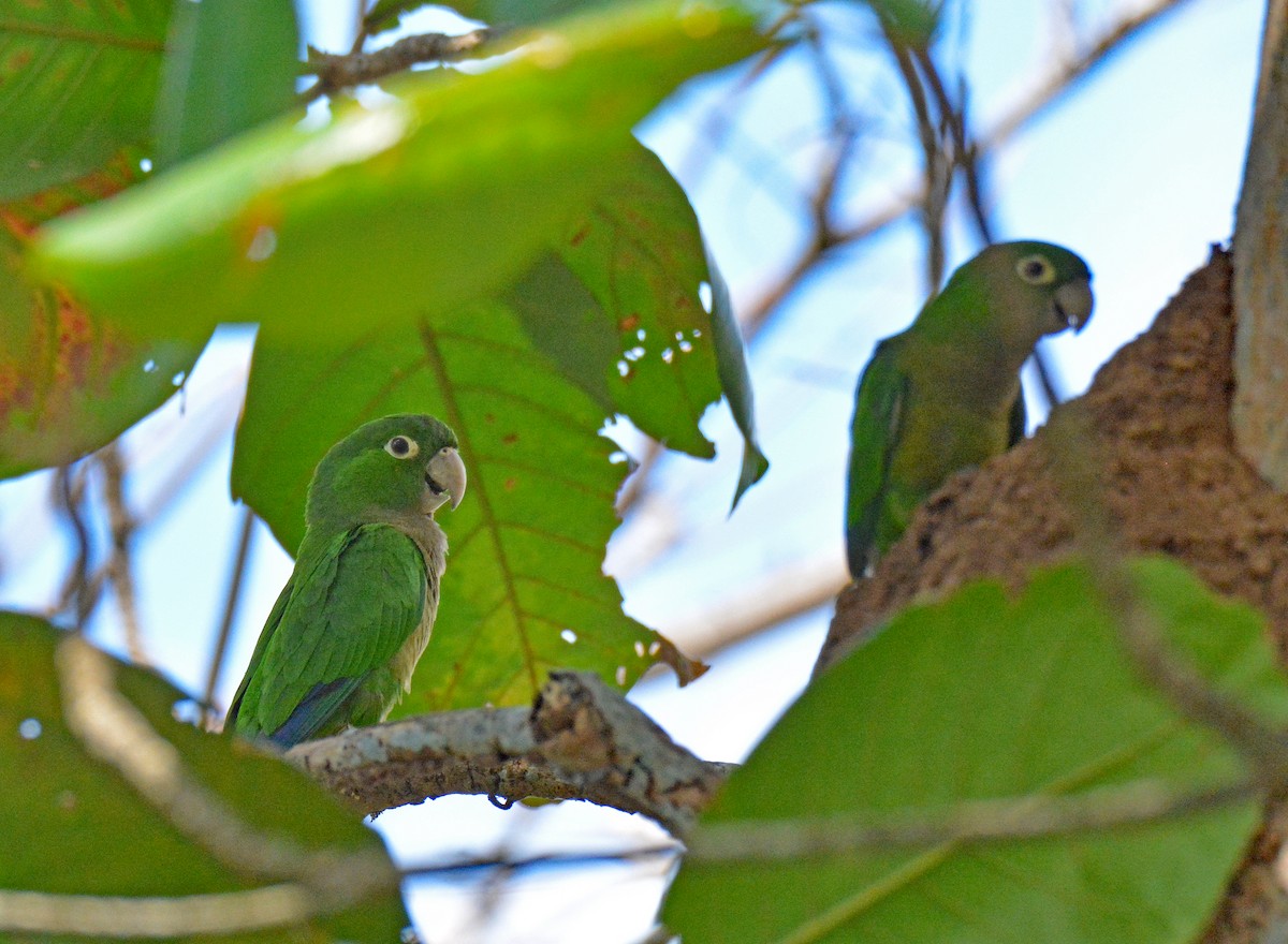 Olive-throated Parakeet (Jamaican) - ML616650518