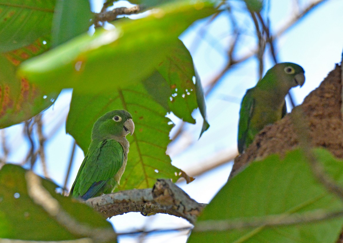Olive-throated Parakeet (Jamaican) - ML616650519