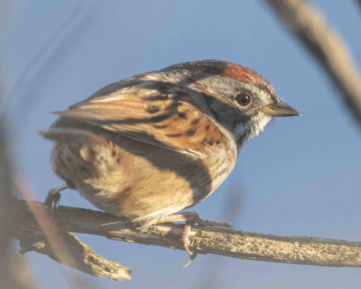Swamp Sparrow - ML616650628