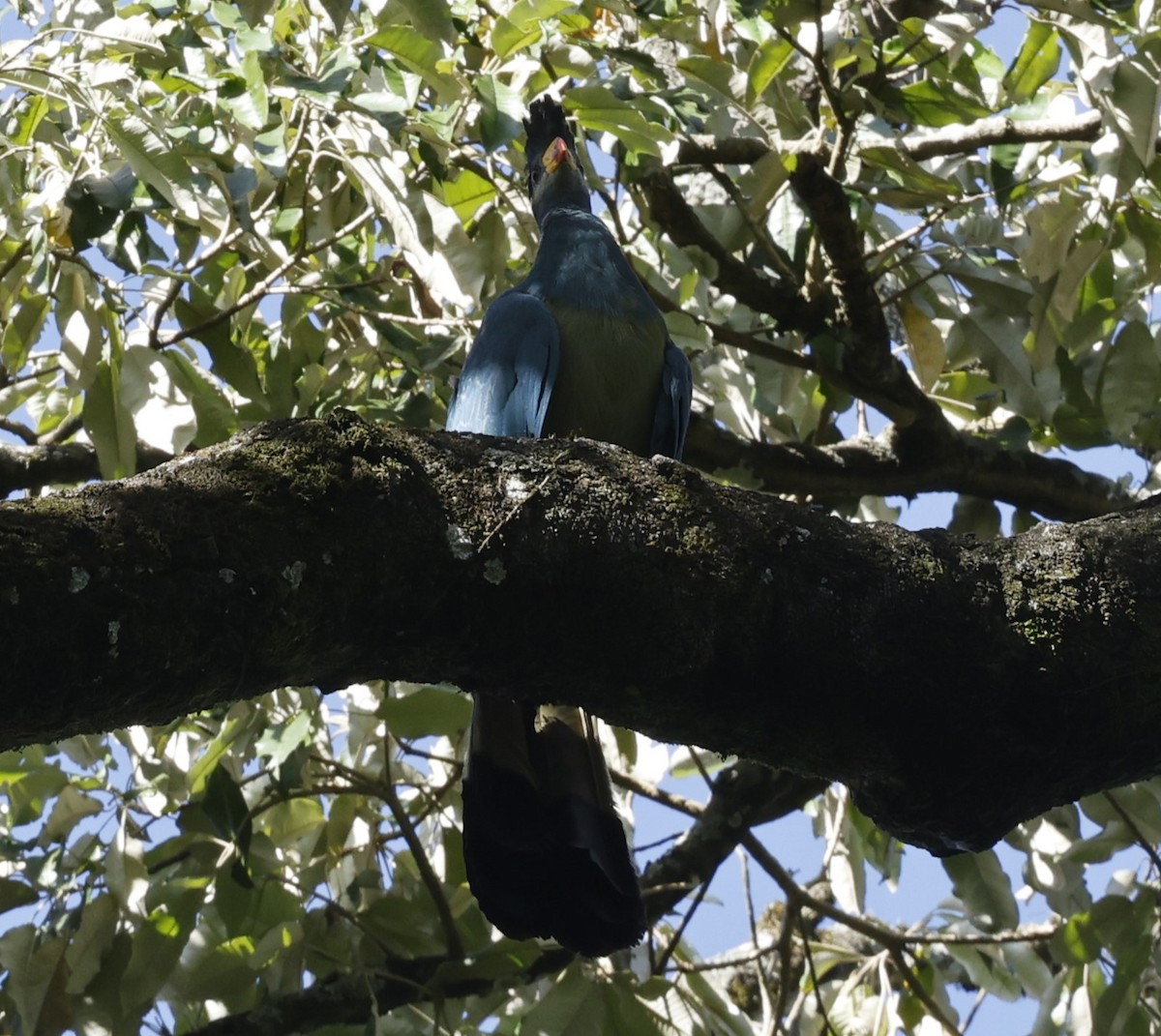 Great Blue Turaco - Dave Powell