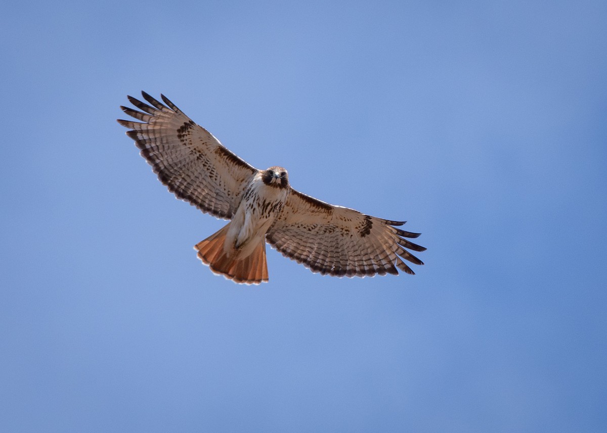 Red-tailed Hawk - ML616650922