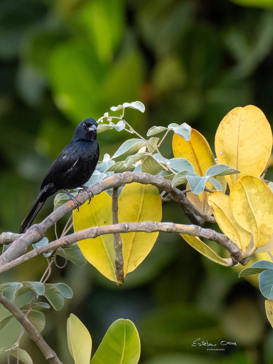 White-lined Tanager - ML616651032