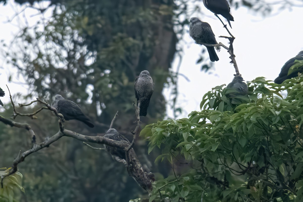 Speckled Wood-Pigeon - ML616651077