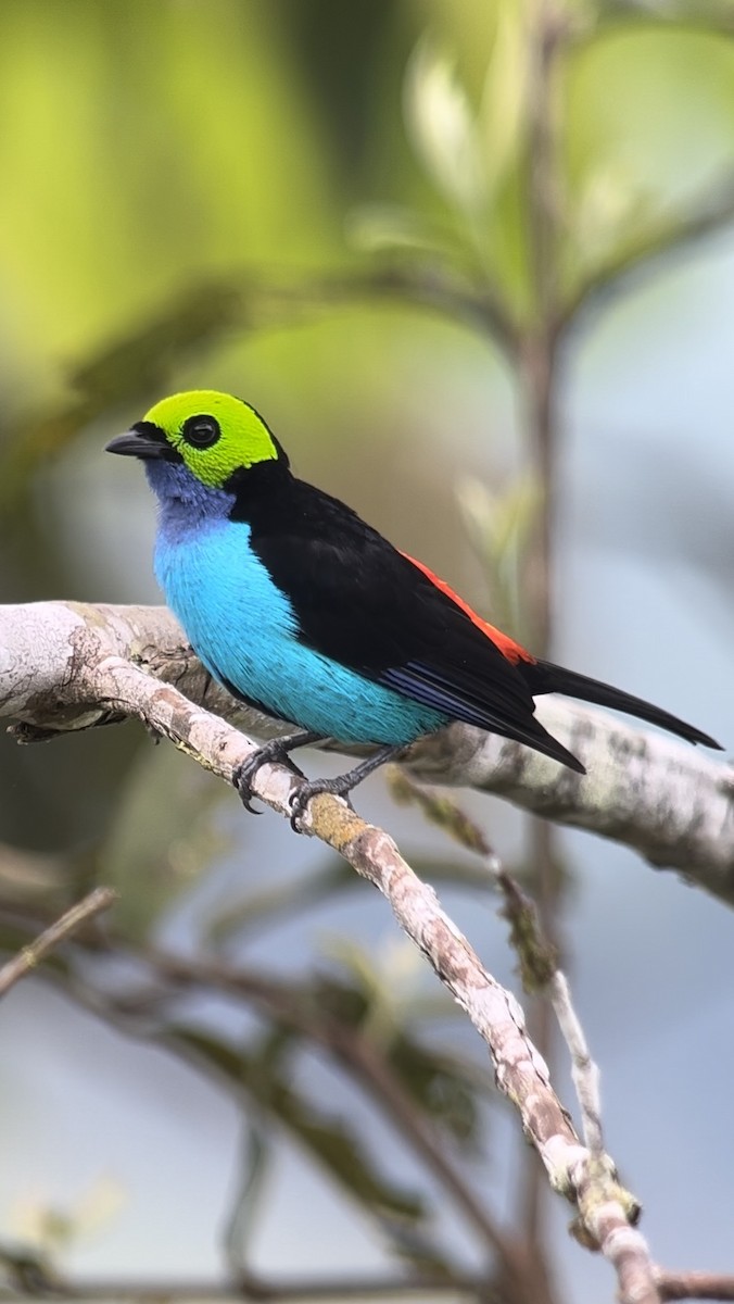 Paradise Tanager - ML616651136
