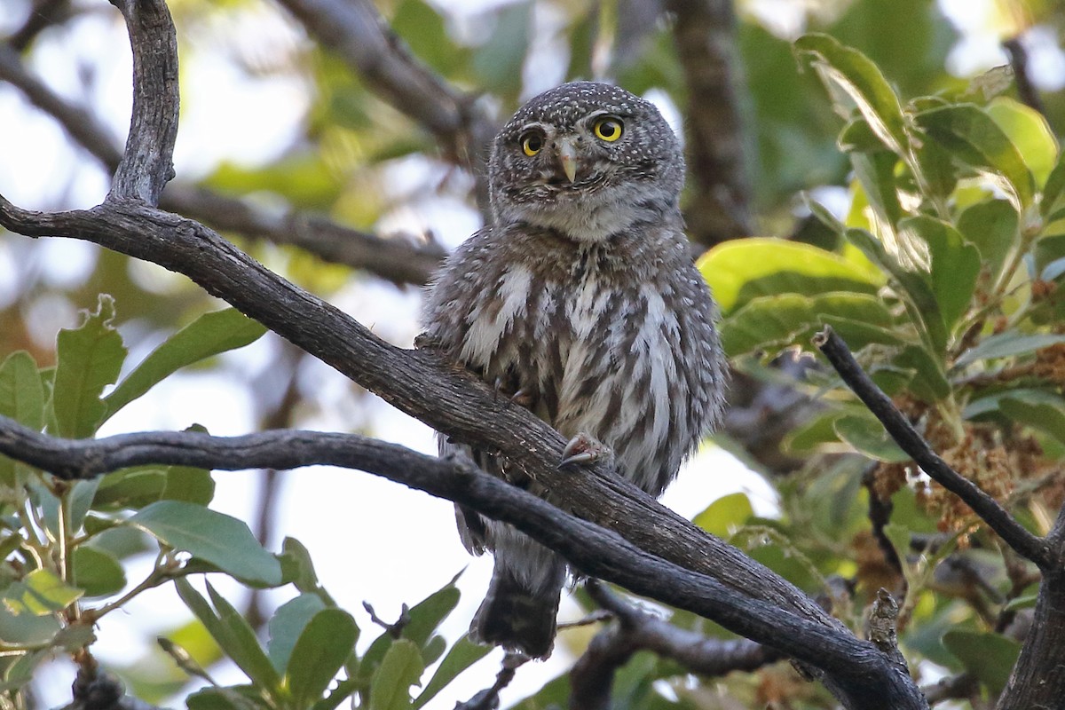 Northern Pygmy-Owl (Mountain) - ML616651149