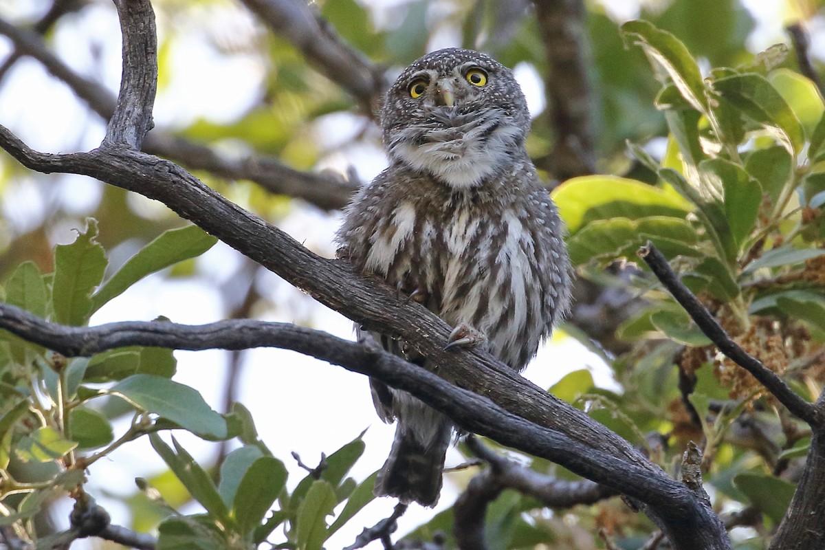 Northern Pygmy-Owl (Mountain) - Joe Wing