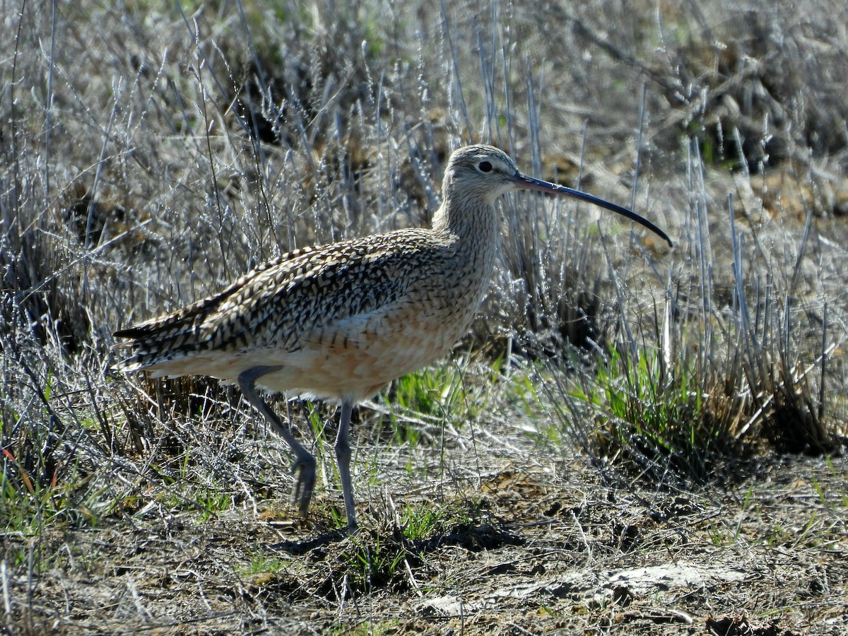 Long-billed Curlew - ML616651183