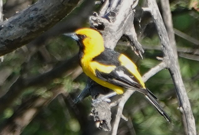 White-edged Oriole - Peter Blancher