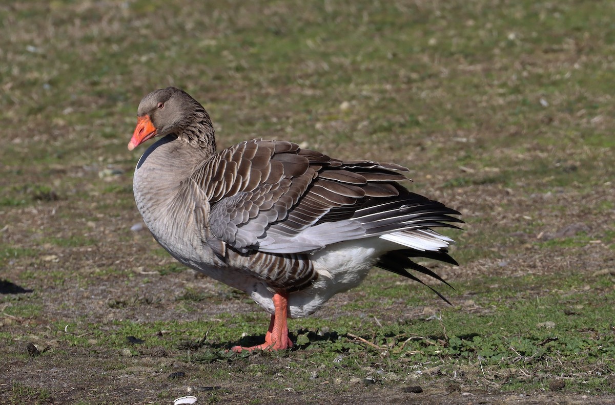 Graylag Goose (Domestic type) - ML616651334