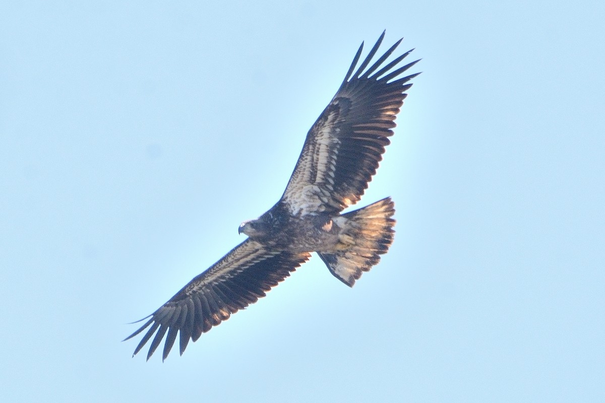 Bald Eagle - ML616651346