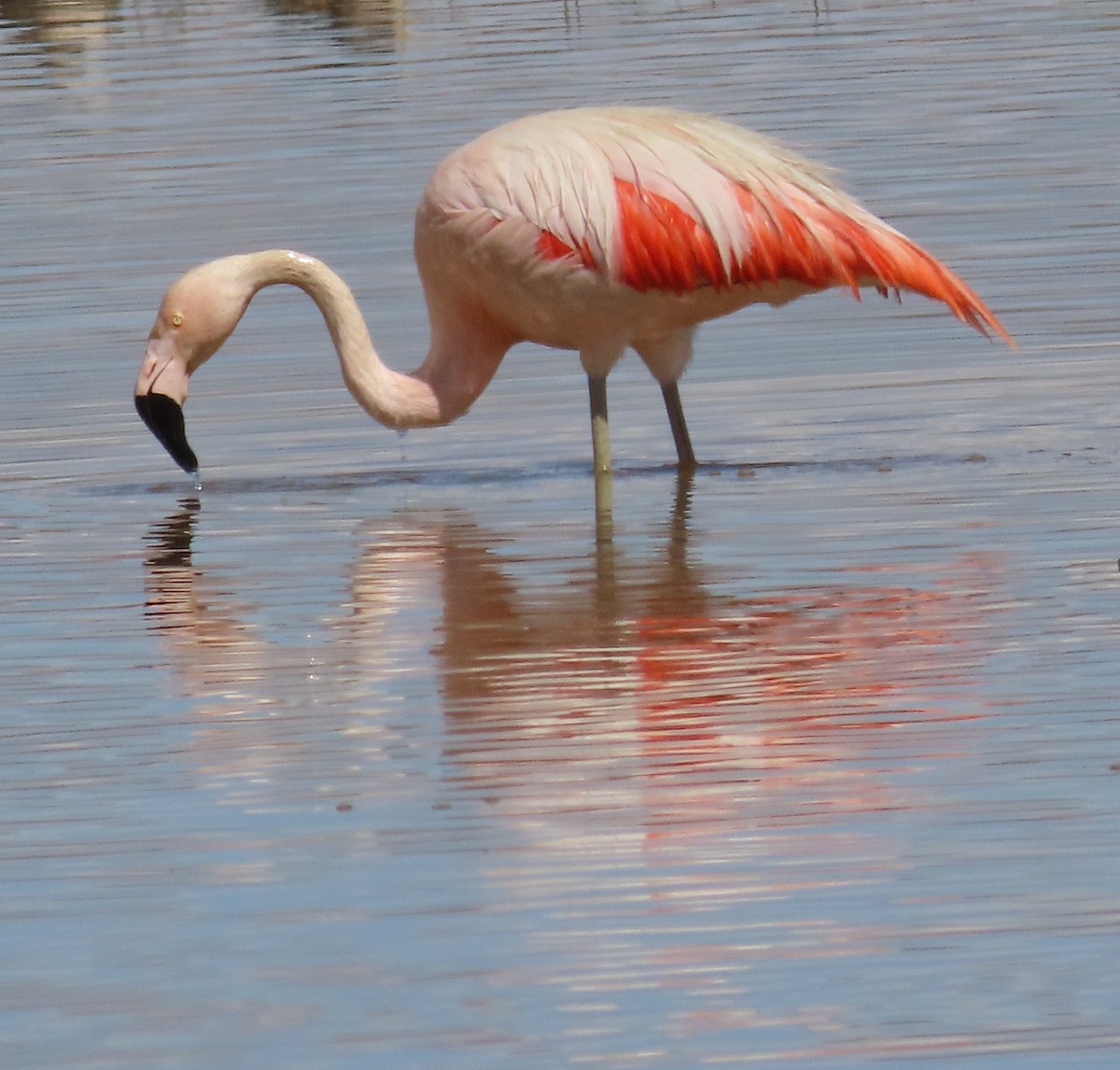 Chilean Flamingo - ML616651460