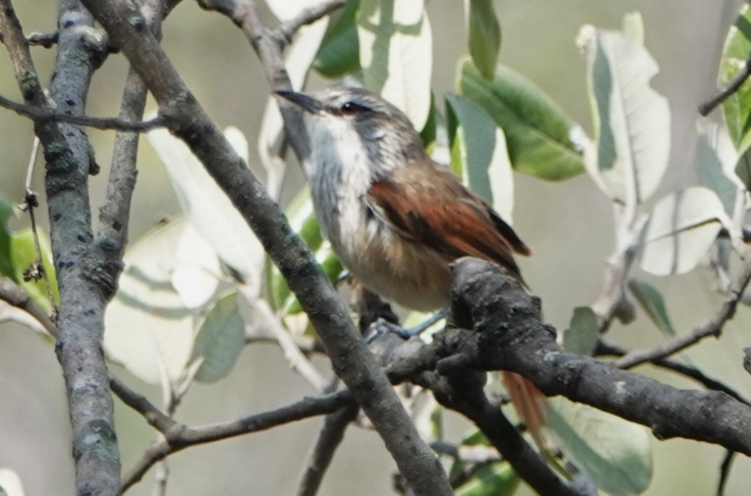 Necklaced Spinetail - ML616651465