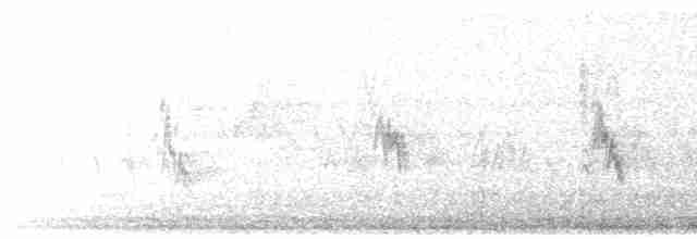 hýl rudoprsý [skupina mexicanus] - ML616651577