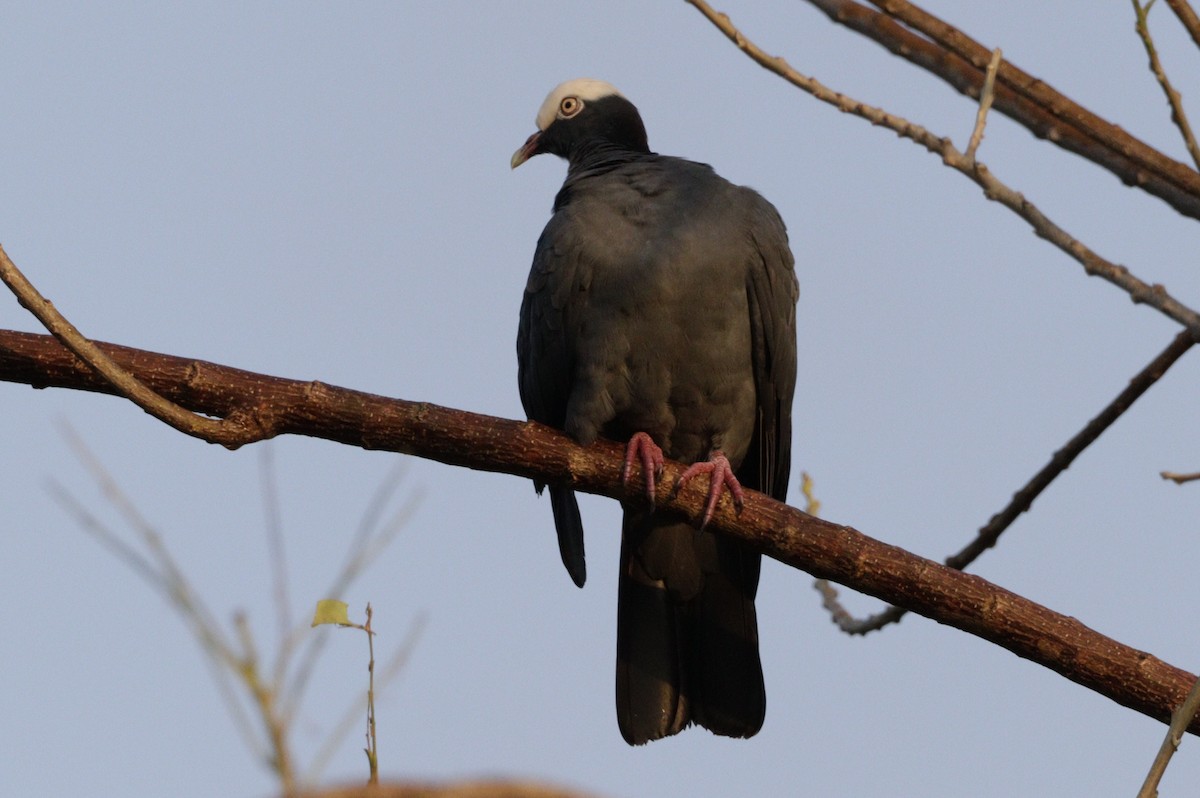 White-crowned Pigeon - ML616651598