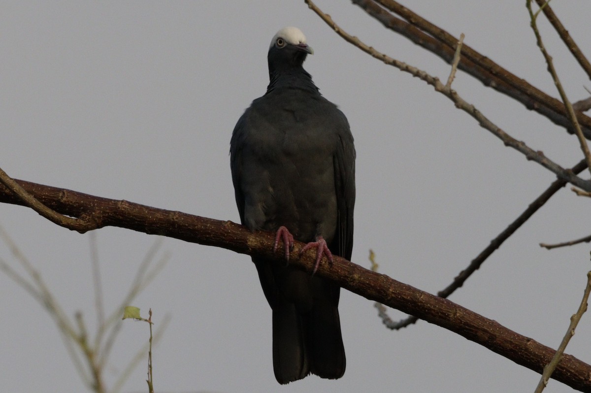White-crowned Pigeon - ML616651599