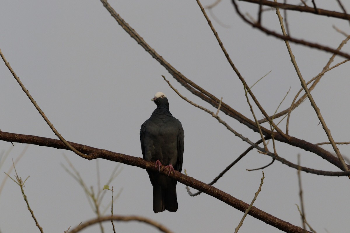White-crowned Pigeon - ML616651652