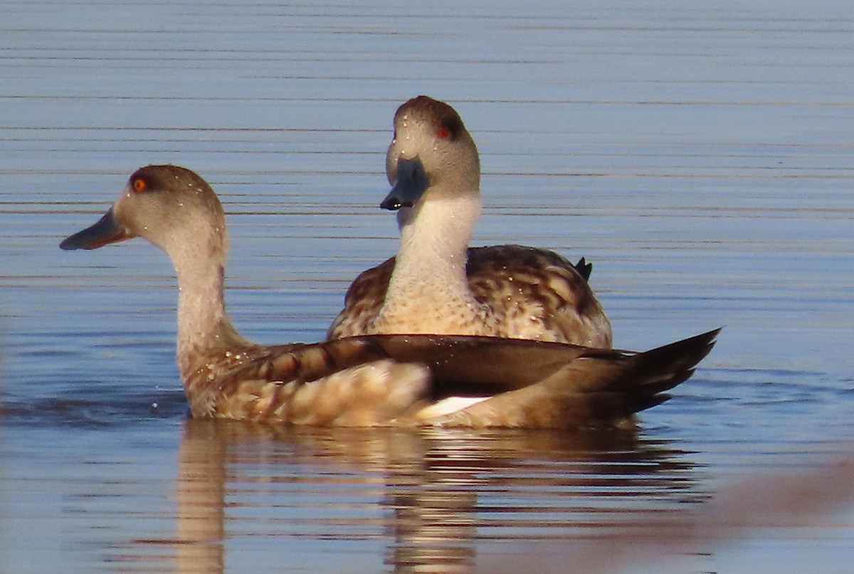 Crested Duck - ML616651693